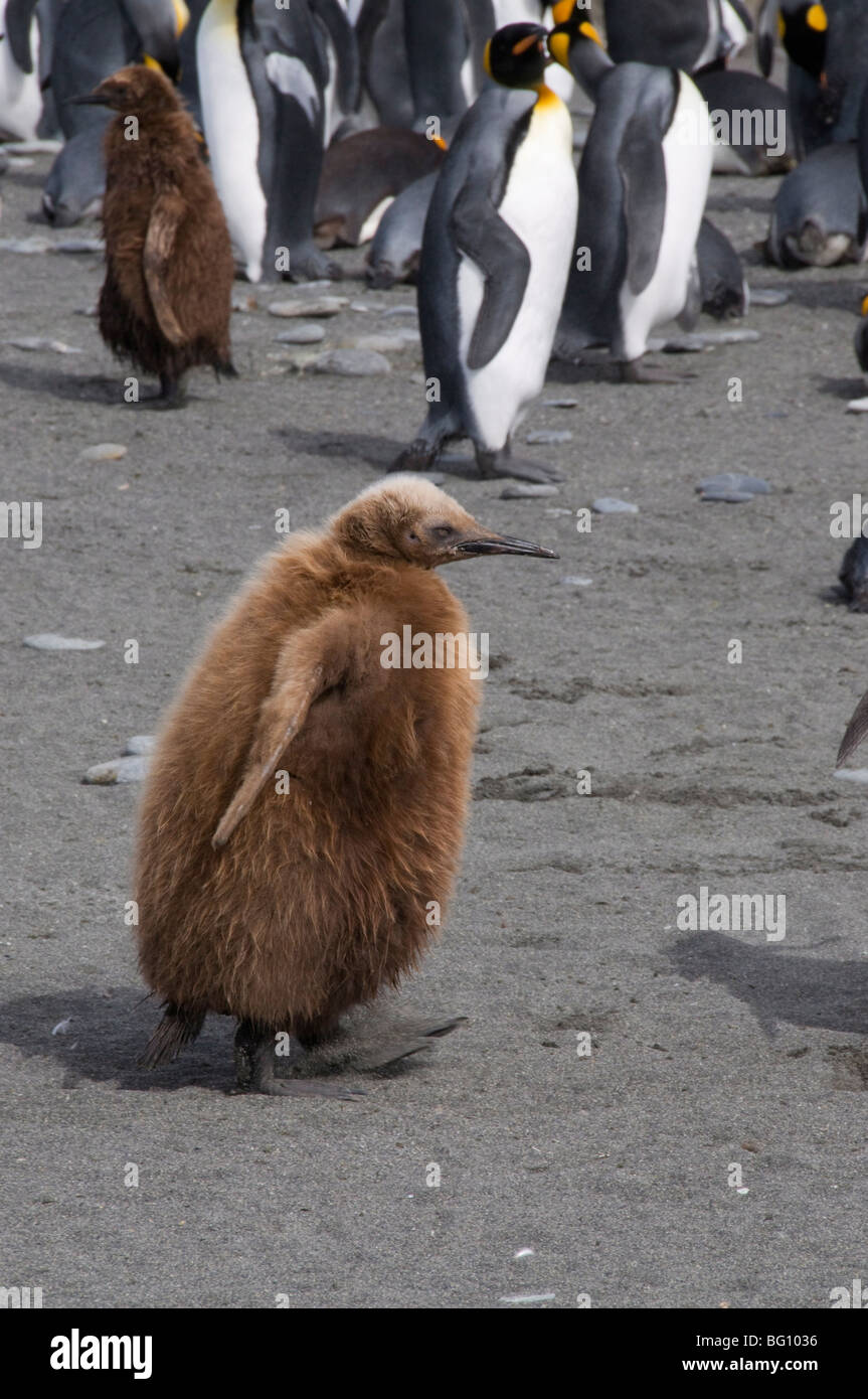 King penguins with brown feathered chicks, St. Andrews Bay, South Georgia, South Atlantic Stock Photo