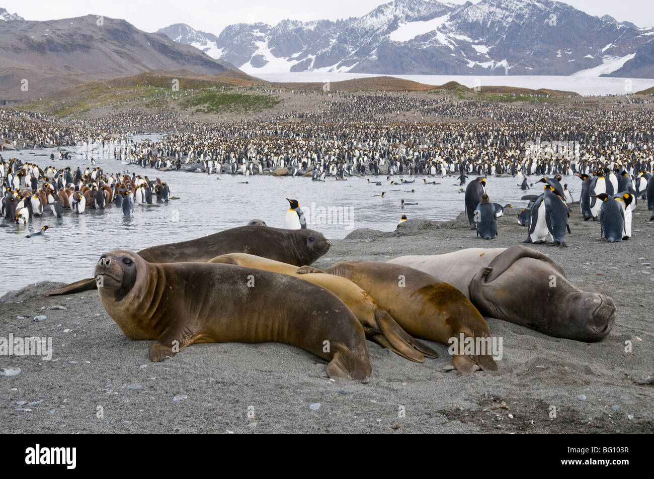 Young elephant seals and king penguins, St. Andrews Bay, South Georgia, South Atlantic Stock Photo