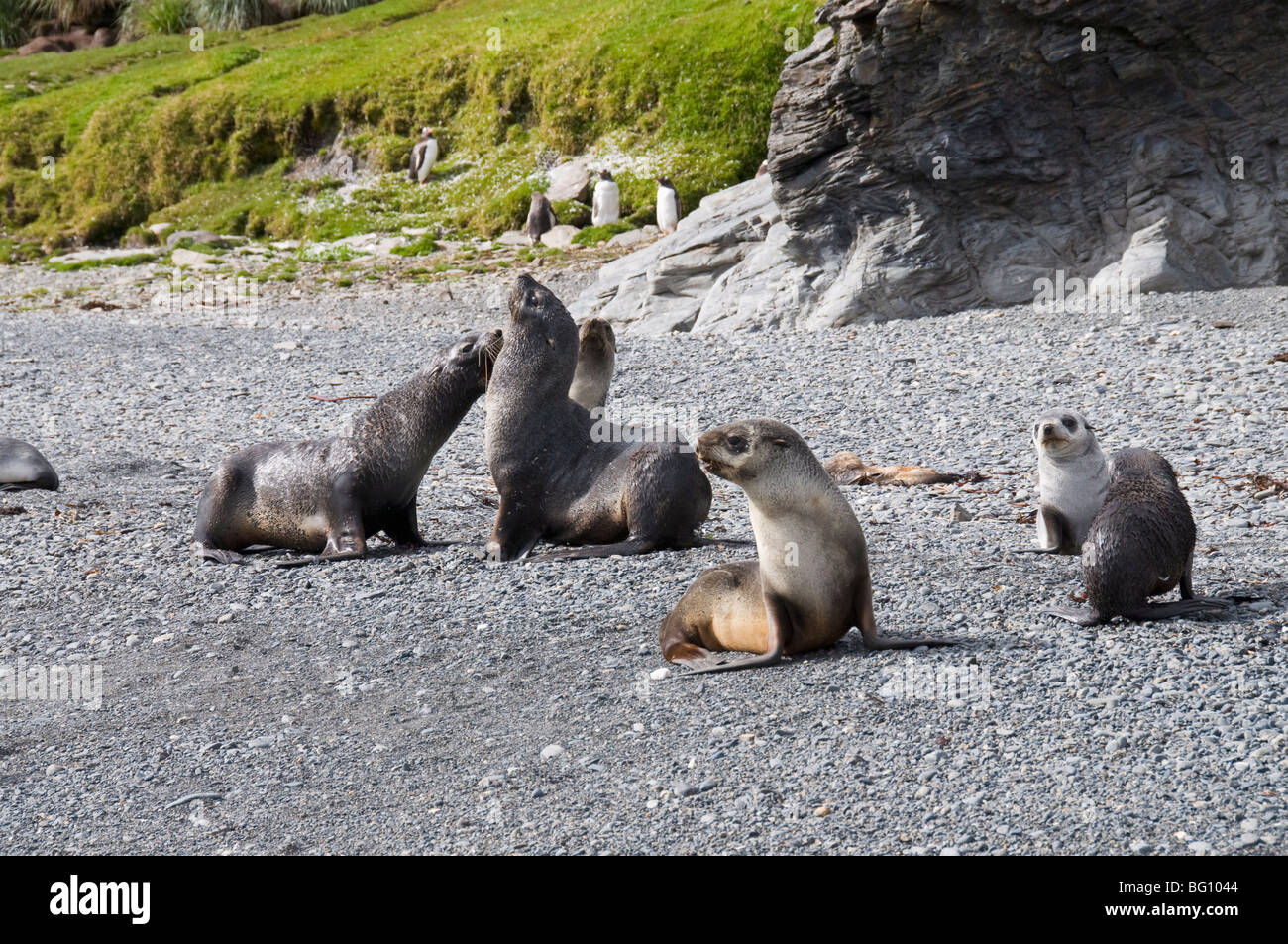 Fur seals, Fortuna Bay, South Georgia, South Atlantic Stock Photo