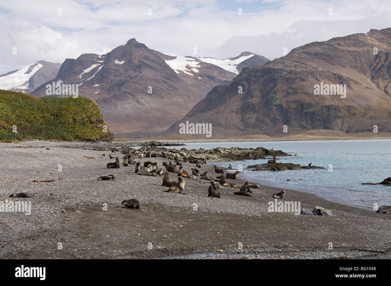 Fur seals, Fortuna Bay, South Georgia, South Atlantic Stock Photo