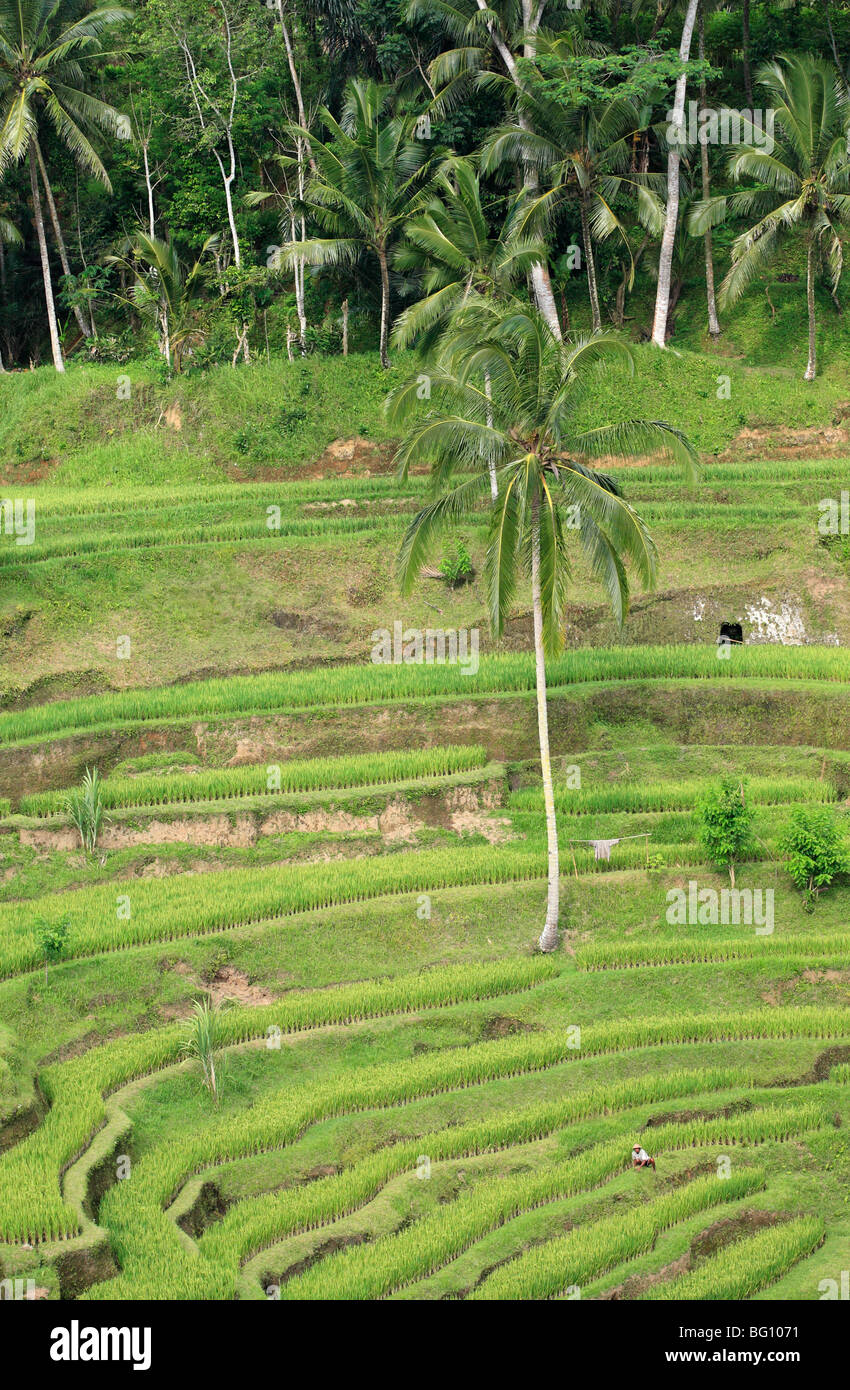 Rice Terraces and worker, near Tegallalang, Ubud, Bali Stock Photo