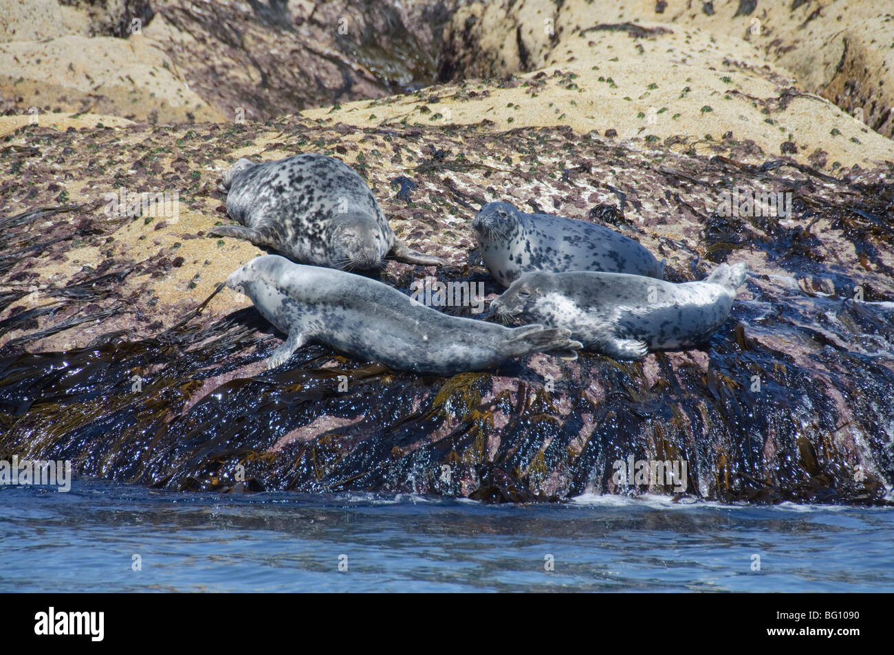 Grey seals, Isles of Scilly, Cornwall, United Kingdom, Europe Stock Photo