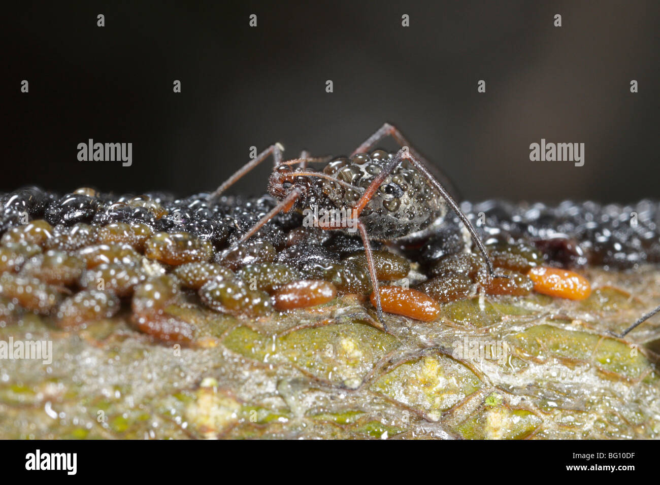 Aphids (Lachnus roboris) on an oak. They have laid eggs and are being guarded and milked by ants (Lasius niger). Dew covers them Stock Photo
