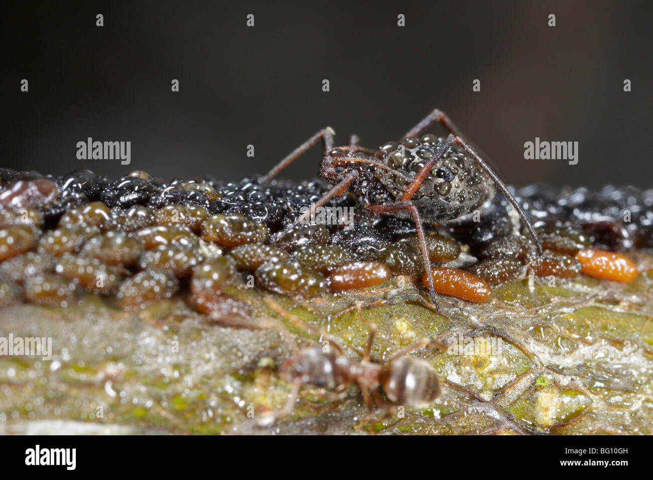 Aphids (Lachnus roboris) on an oak. They have laid eggs and are being guarded and milked by ants (Lasius niger) Dew covers them Stock Photo