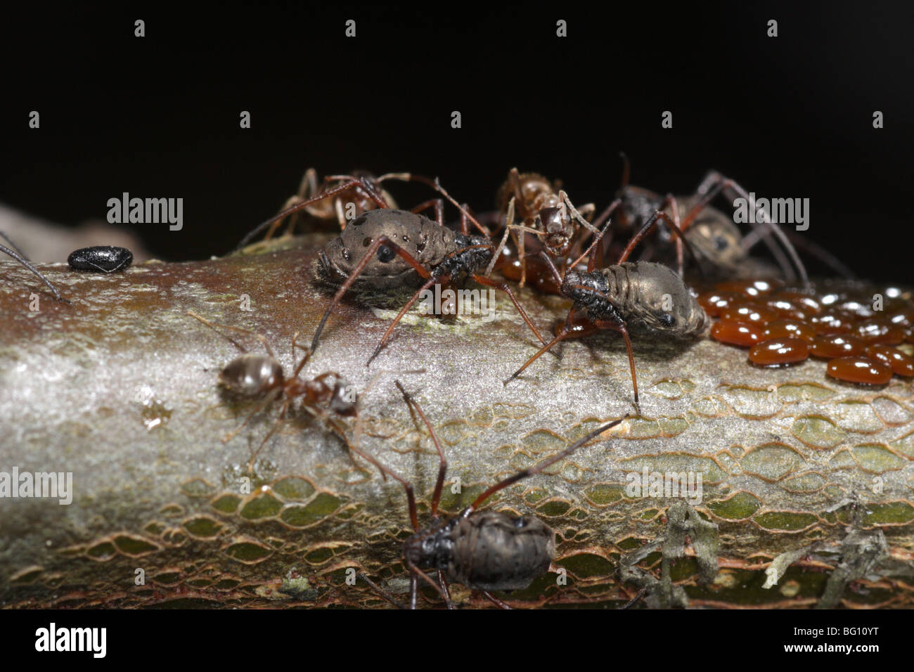 Aphids (Lachnus roboris) on an oak. They have laid eggs and are being guarded and milked by ants (Lasius niger) Stock Photo
