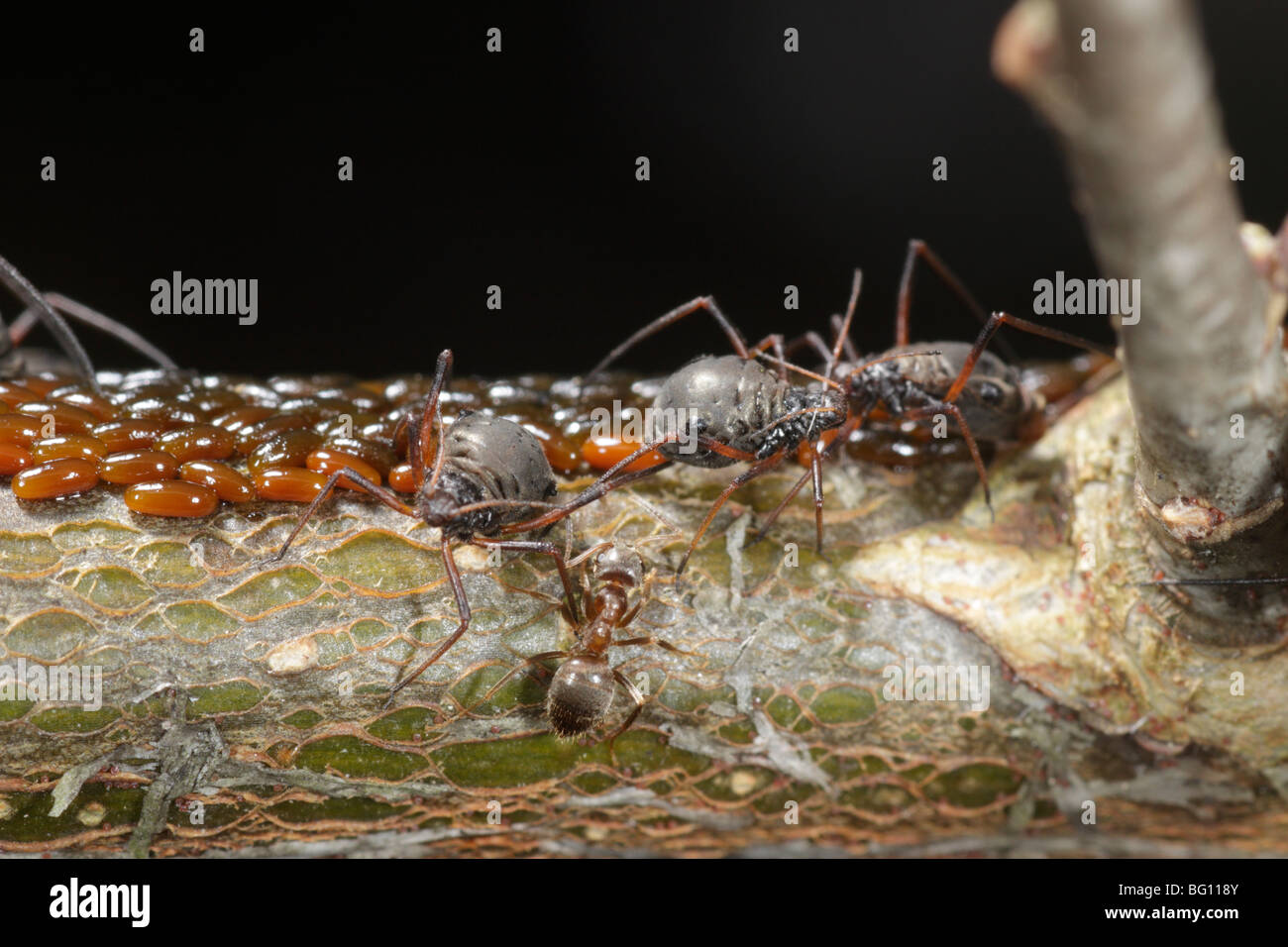 Aphids (Lachnus roboris) on an oak. They have laid eggs and are being guarded and milked by ants (Lasius niger) Stock Photo