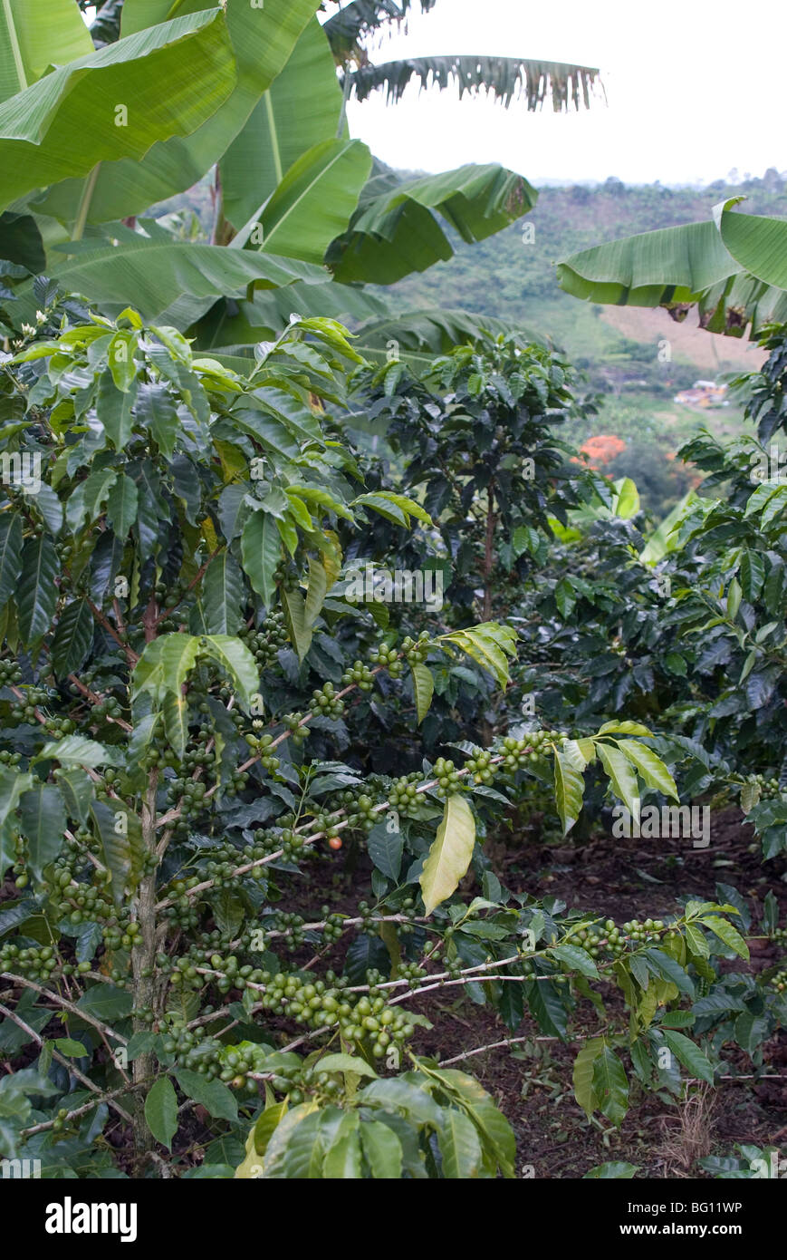 Coffee beans growing on the vine, Recuca Coffee, near Armenia, Colombia, South America Stock Photo