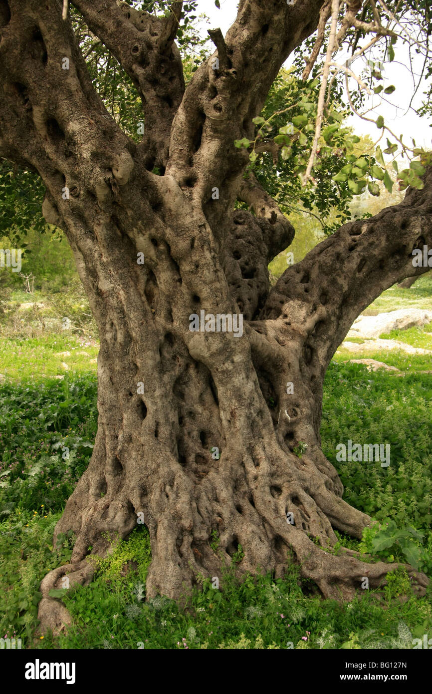 Israel, Jezreel Valley, Carob tree (Ceratonia Siliqua) by Tel Shimron