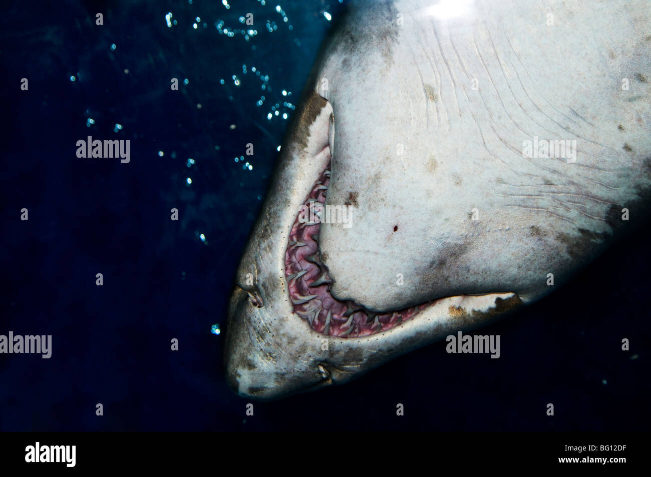Shark jaws hi-res stock photography and images - Alamy