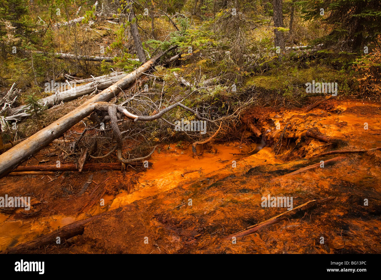 The incredible ochre colours in the soil in the Paint pots in Yoho