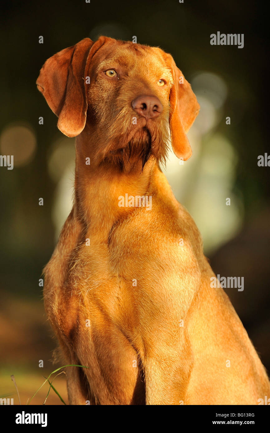 Hungarian wirehaired vizsla Stock Photo - Alamy