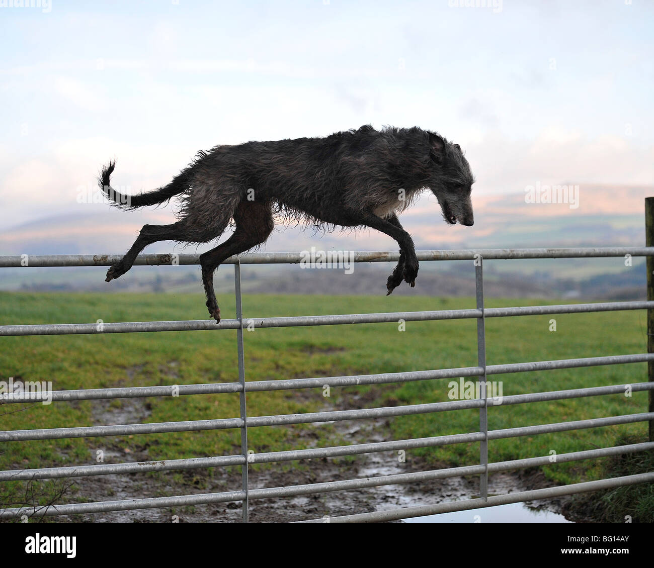 dog jumping over gate