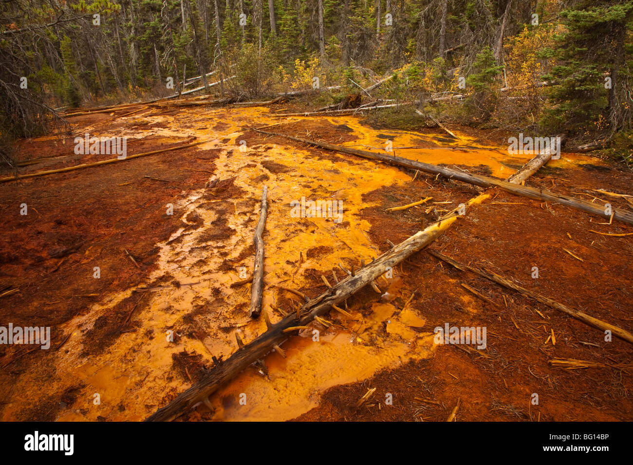The incredible ochre colours in the soil in the Paint pots in Yoho