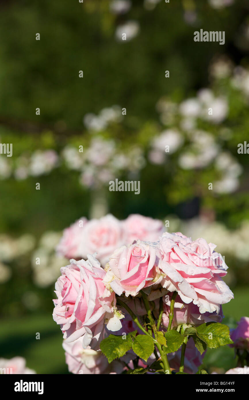 Pink roses, Queen Marys Gardens, Regents Park, London, England, United