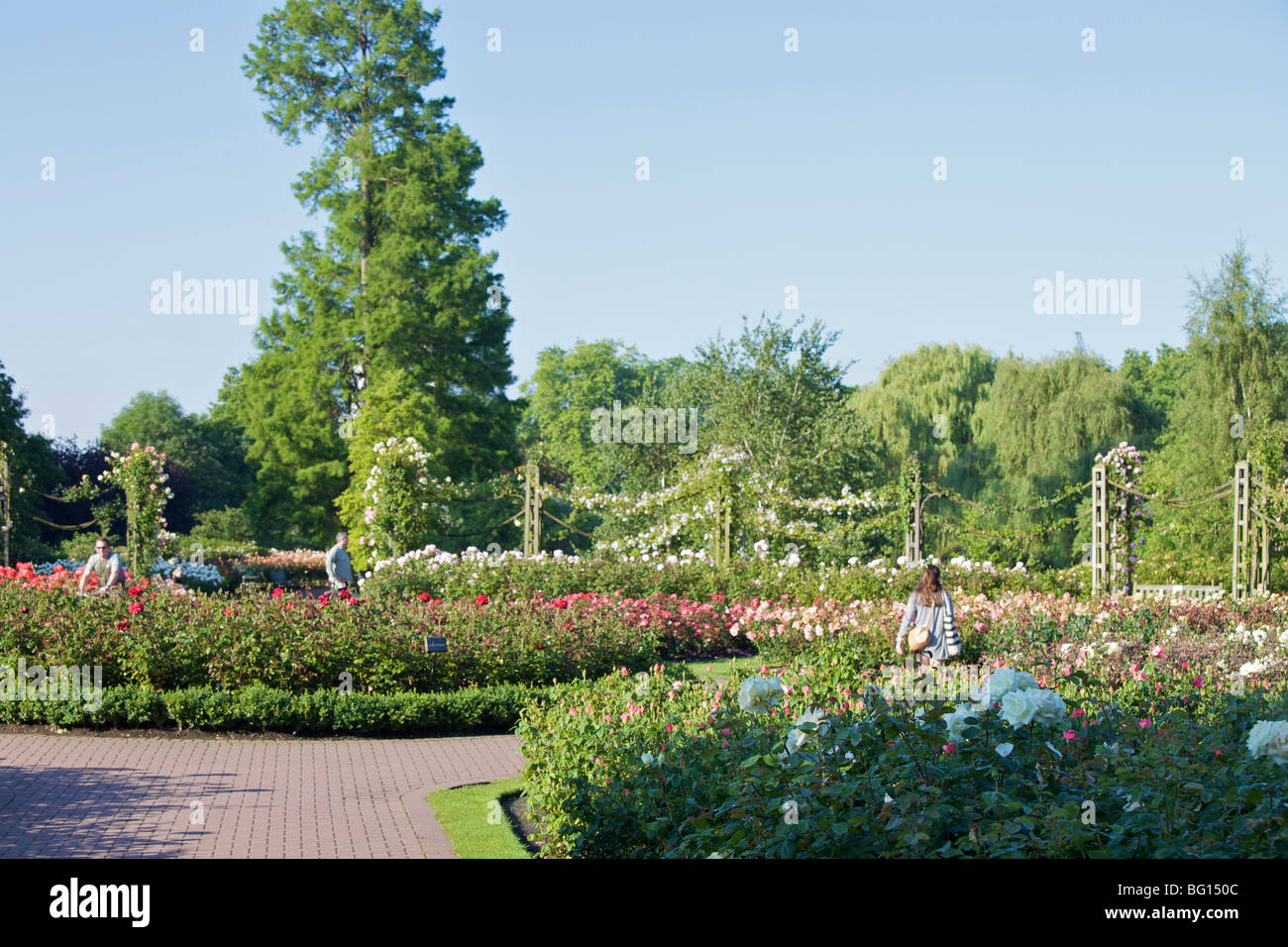 Rose garden, Queen Marys Gardens, Regents Park, London, England, United Kingdom, Europe Stock Photo