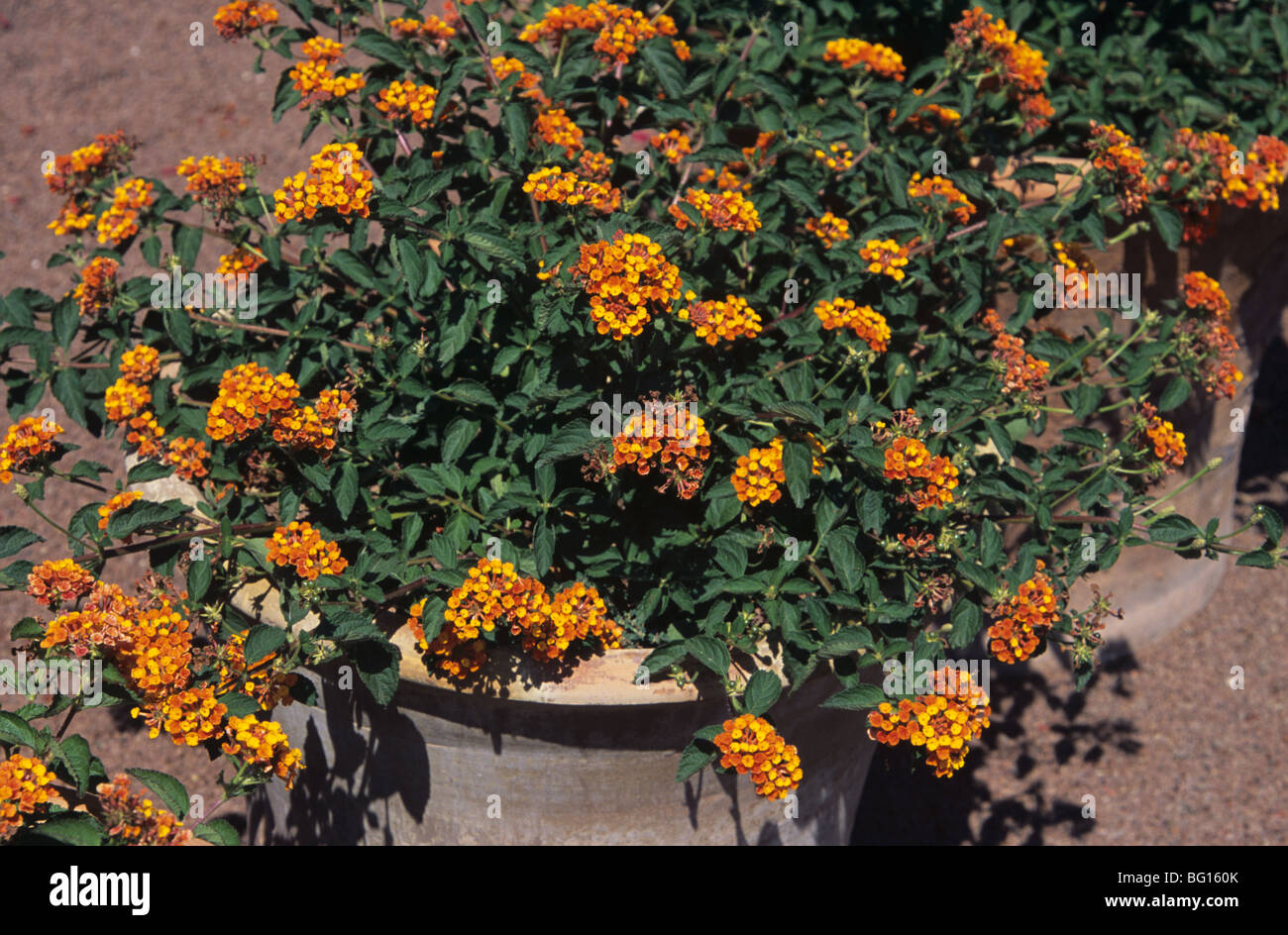 Lantana (Lantana camara) Hybid Plants, Hybrids or Cultivar, Growing in Terracotta Pot, Alchemist's Garden, Eygalières, Provence, France Stock Photo