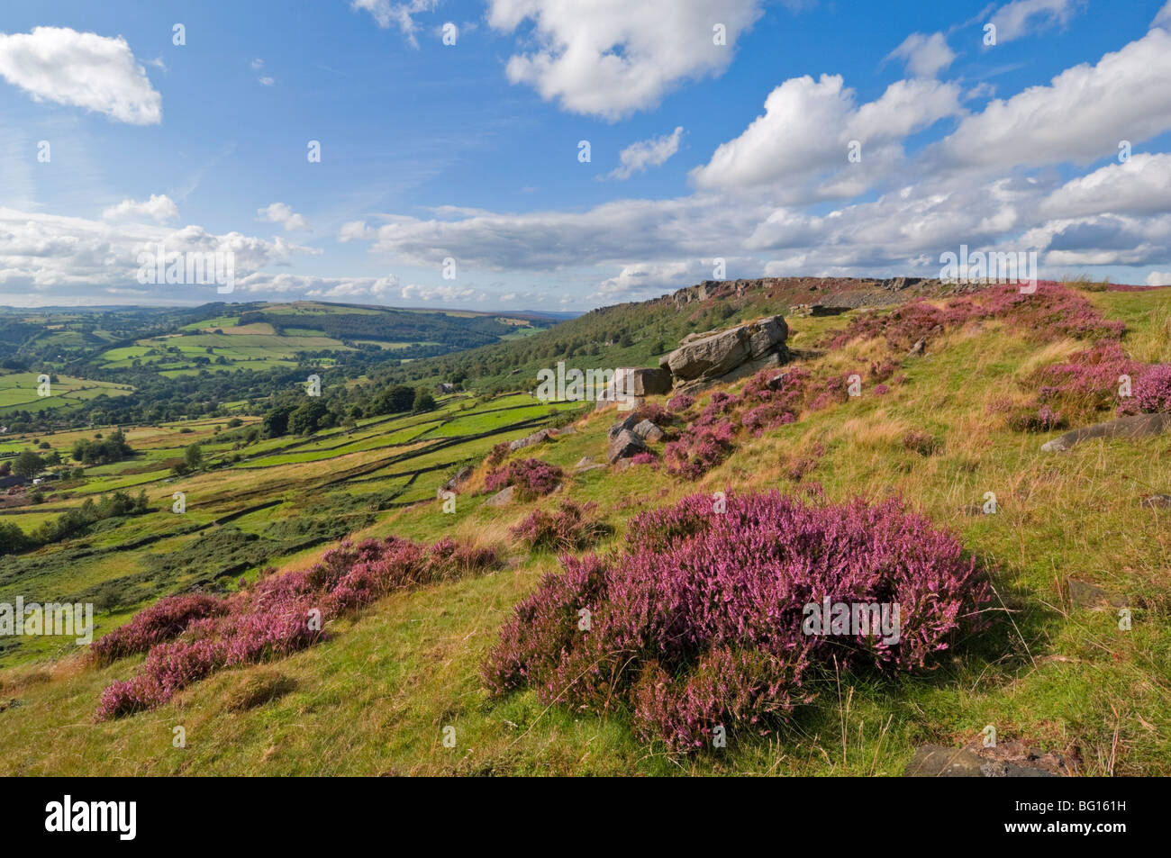 Heather moorland, Baslow Edge near Curbar, Peak District National Park, Derbyshire, England, United Kingdom, Europe Stock Photo
