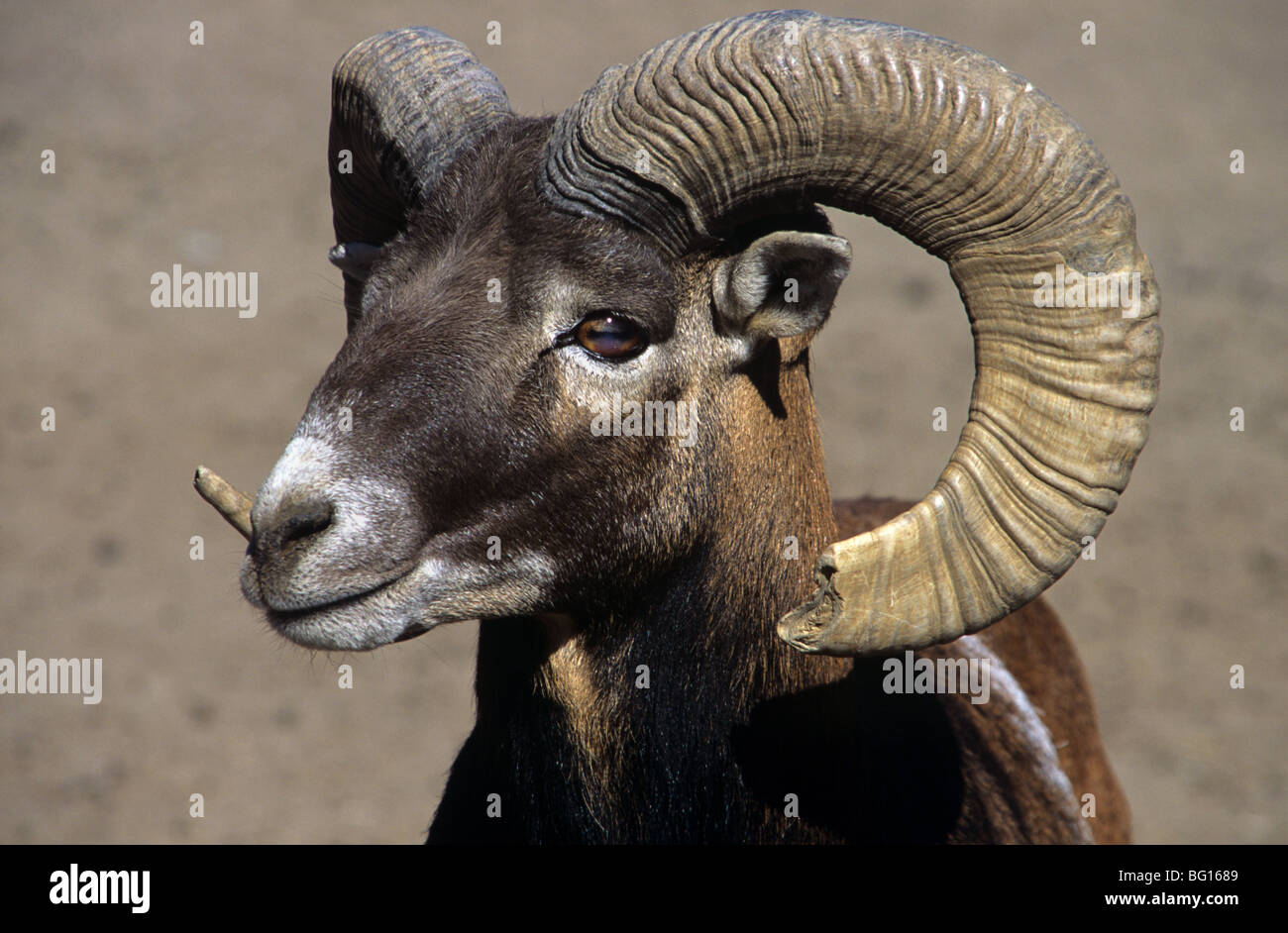 European Mouflon (Ovis musimon) (m) or Wild Sheep, Portrait with Curving Horns, Distribution - Corsica and Sardinia Stock Photo