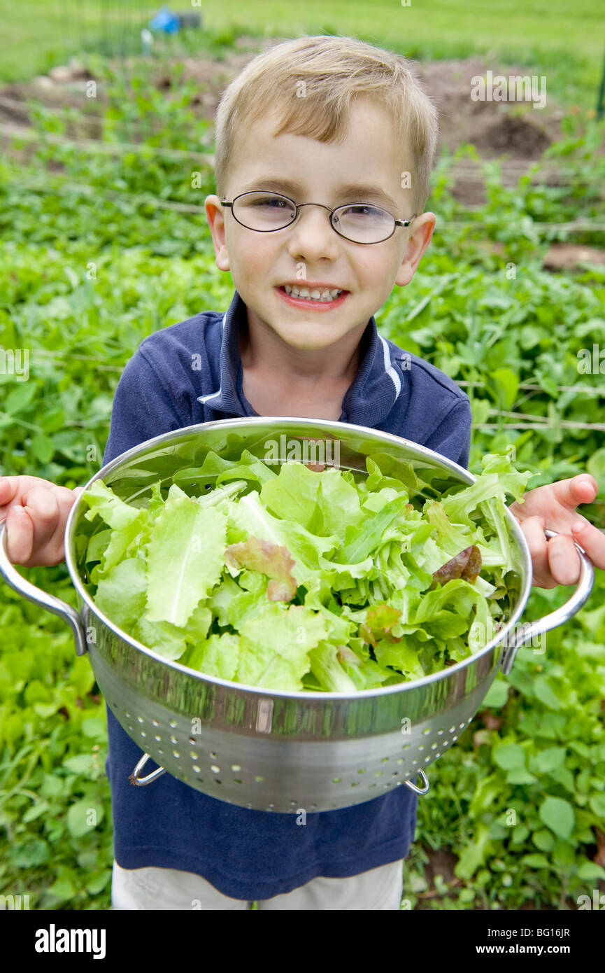 Young boy collecting lettuce from garden Stock Photo Alamy