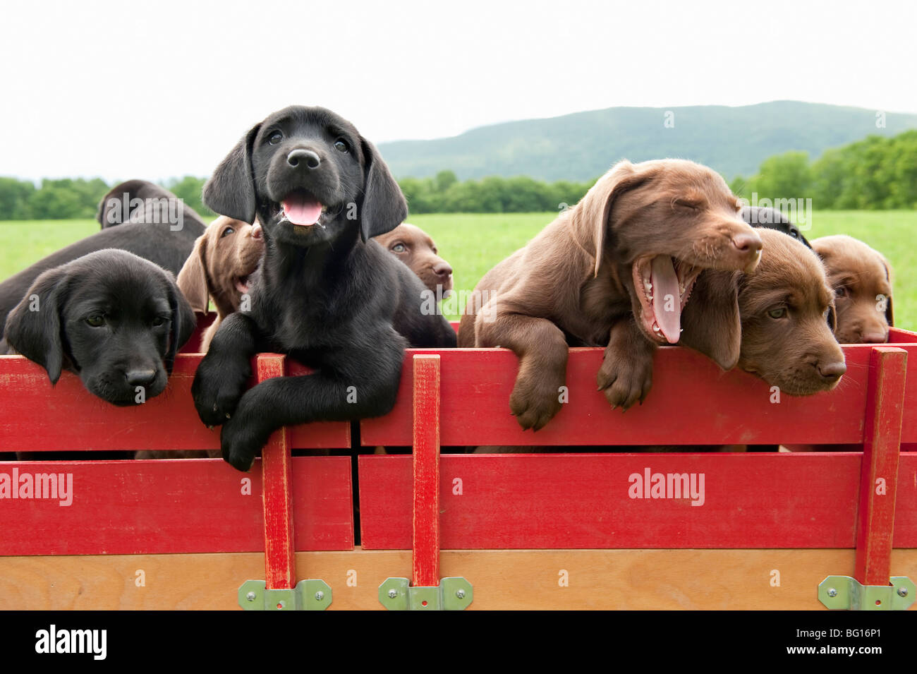 Labrador retriever puppies in a wagon Stock Photo