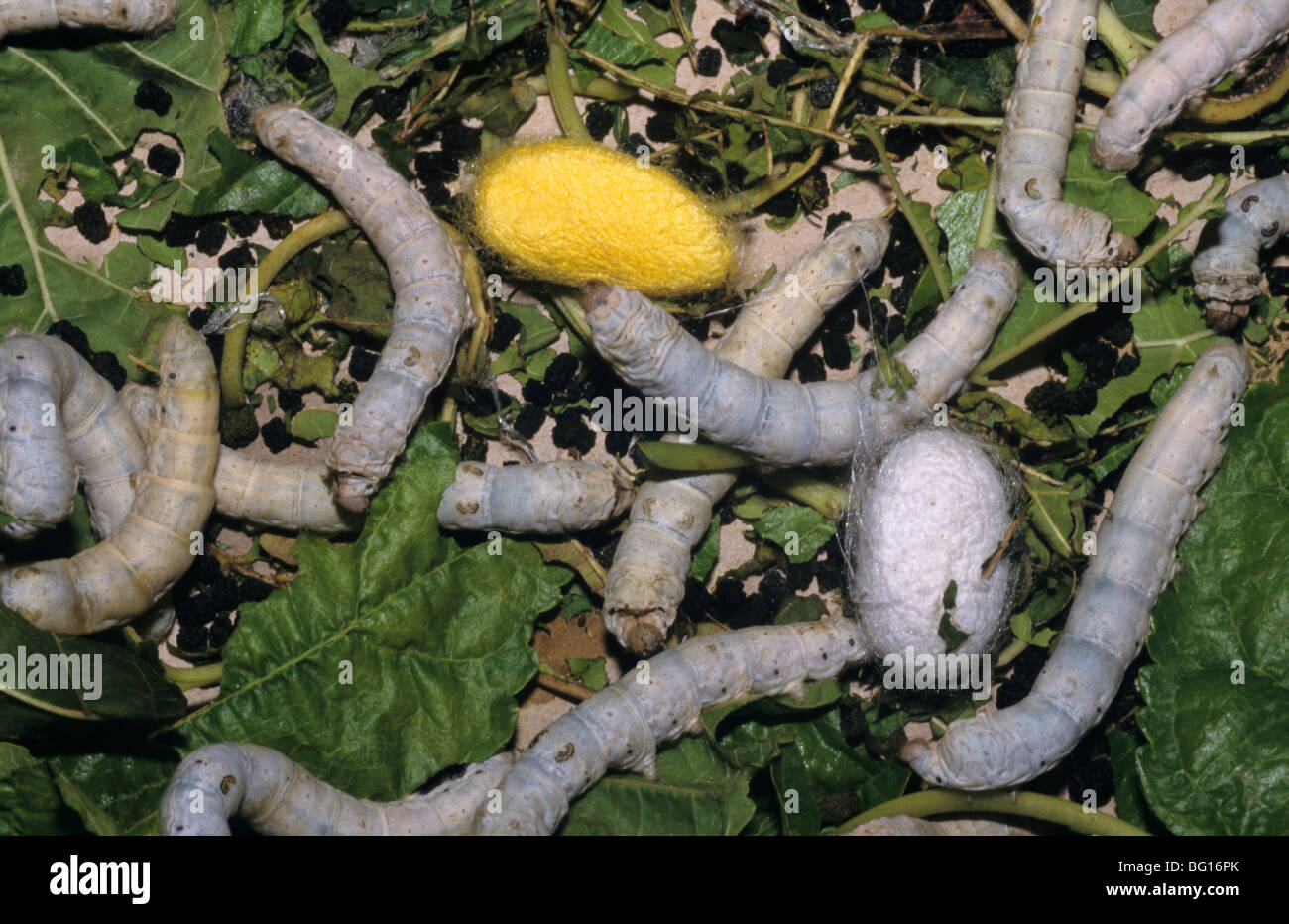 Silk Worms, Caterpillars & Cocoons on Mulberry Leaves, Madagascar Stock Photo