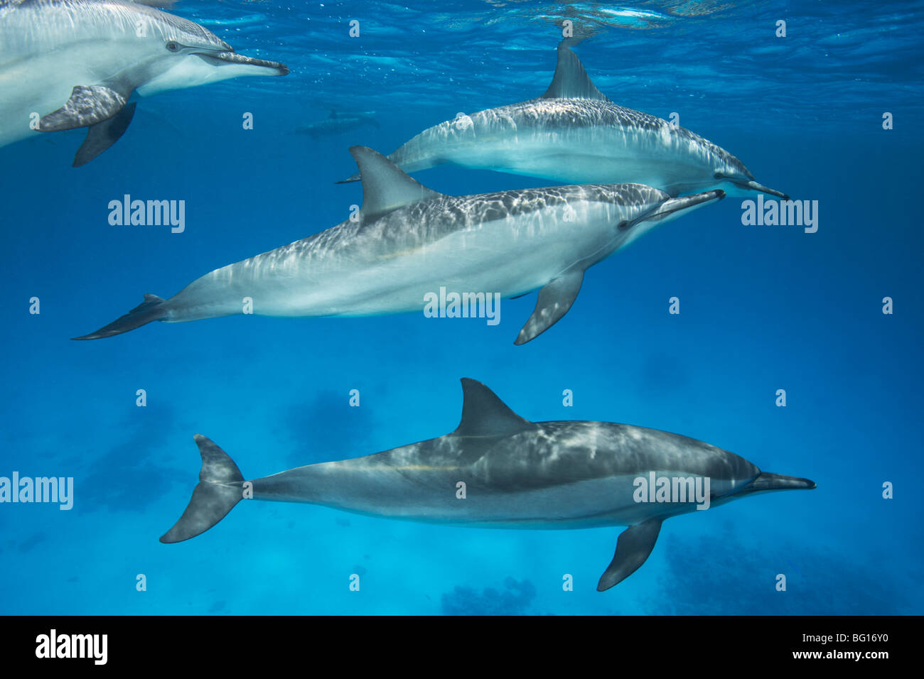 Group of Spinner Dolphins Stock Photo