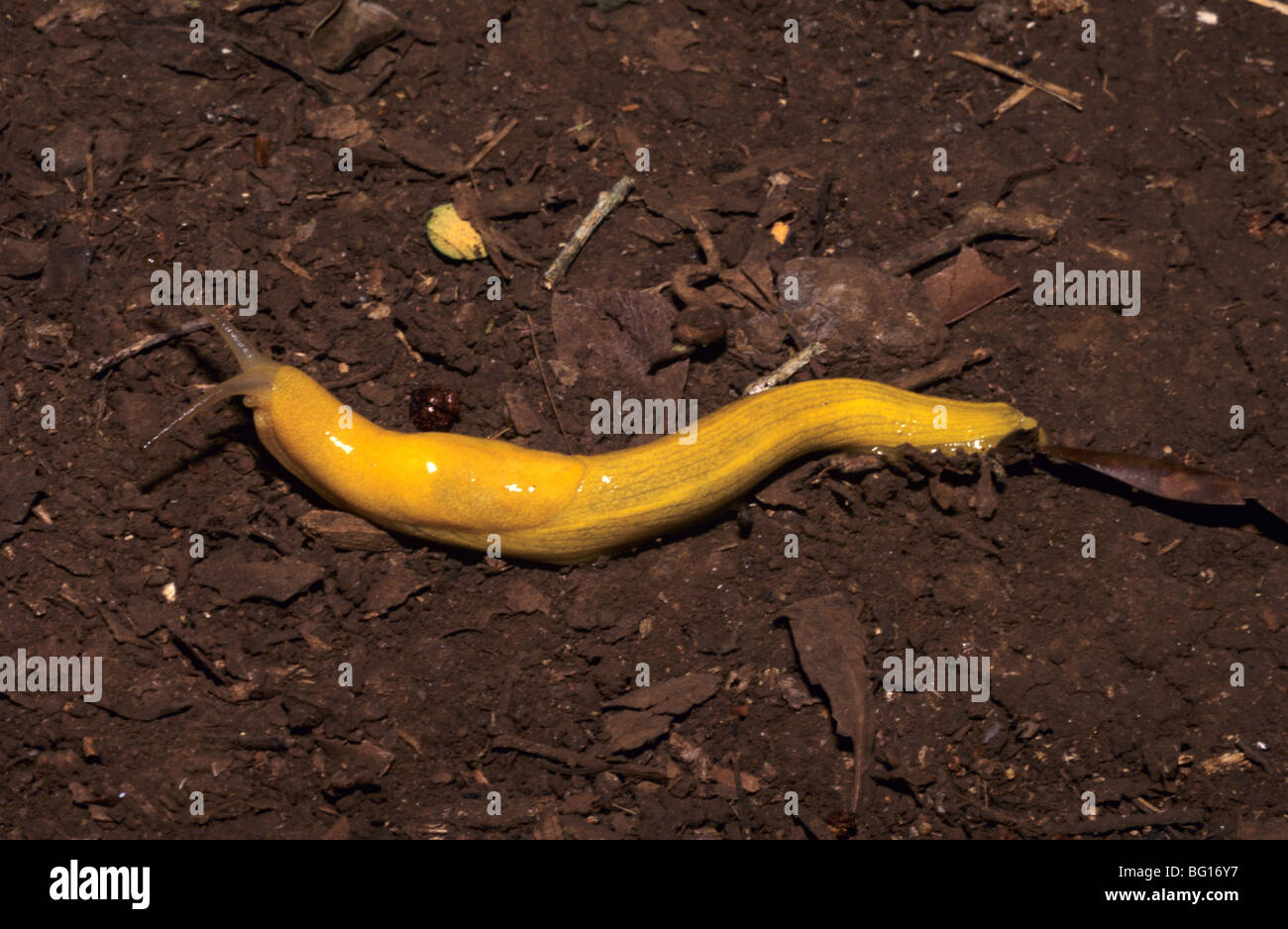 Yellow Banana Slug, Ariolimax species, Sliding Across the Forest Floor in the Montagne d'Ambre National Park Madagascar Stock Photo