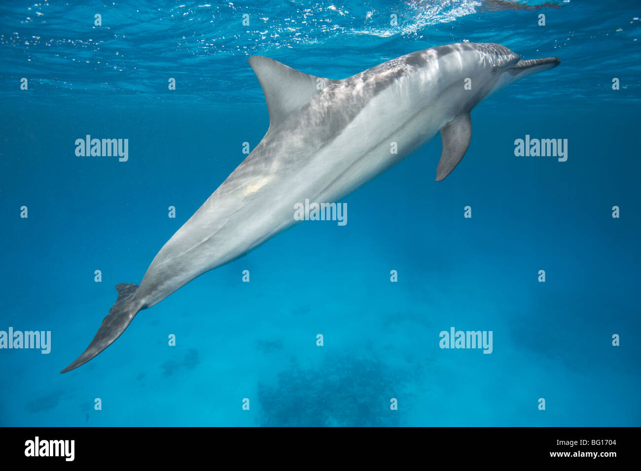 Spinner Dolphin Stock Photo