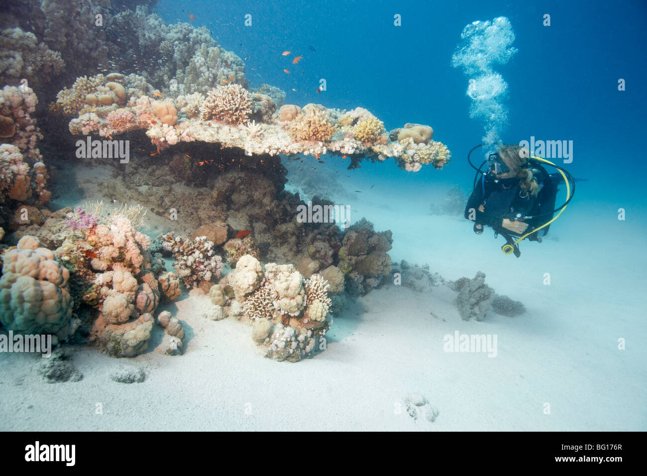 Diver beside reef Stock Photo