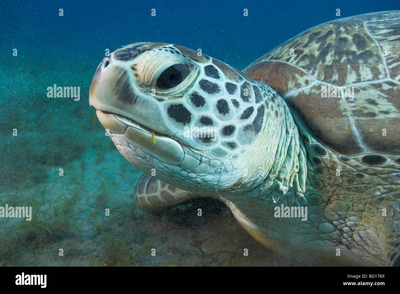 Green turtle Stock Photo