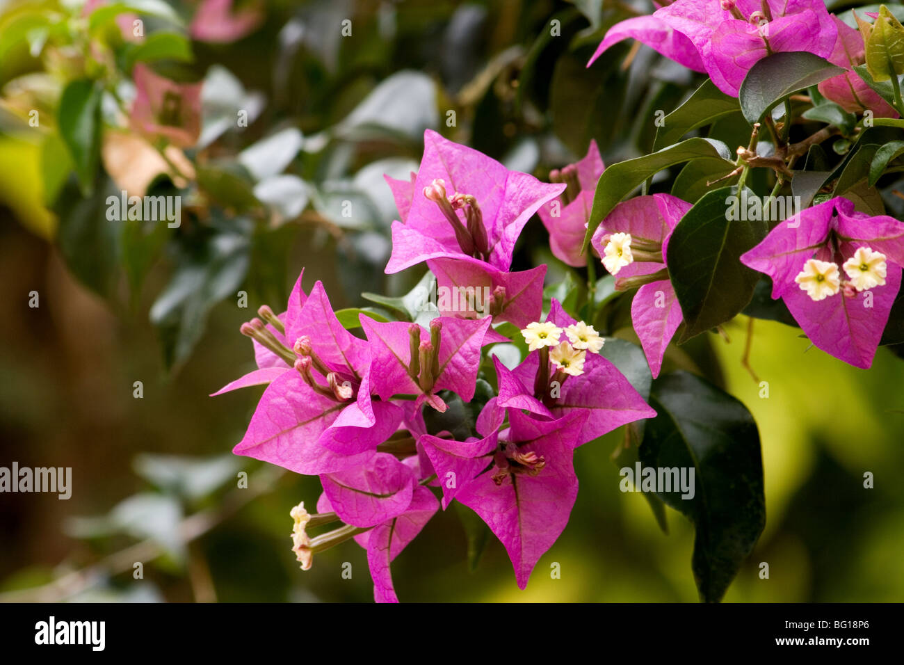 Close-up of pink bougainvillea Stock Photo