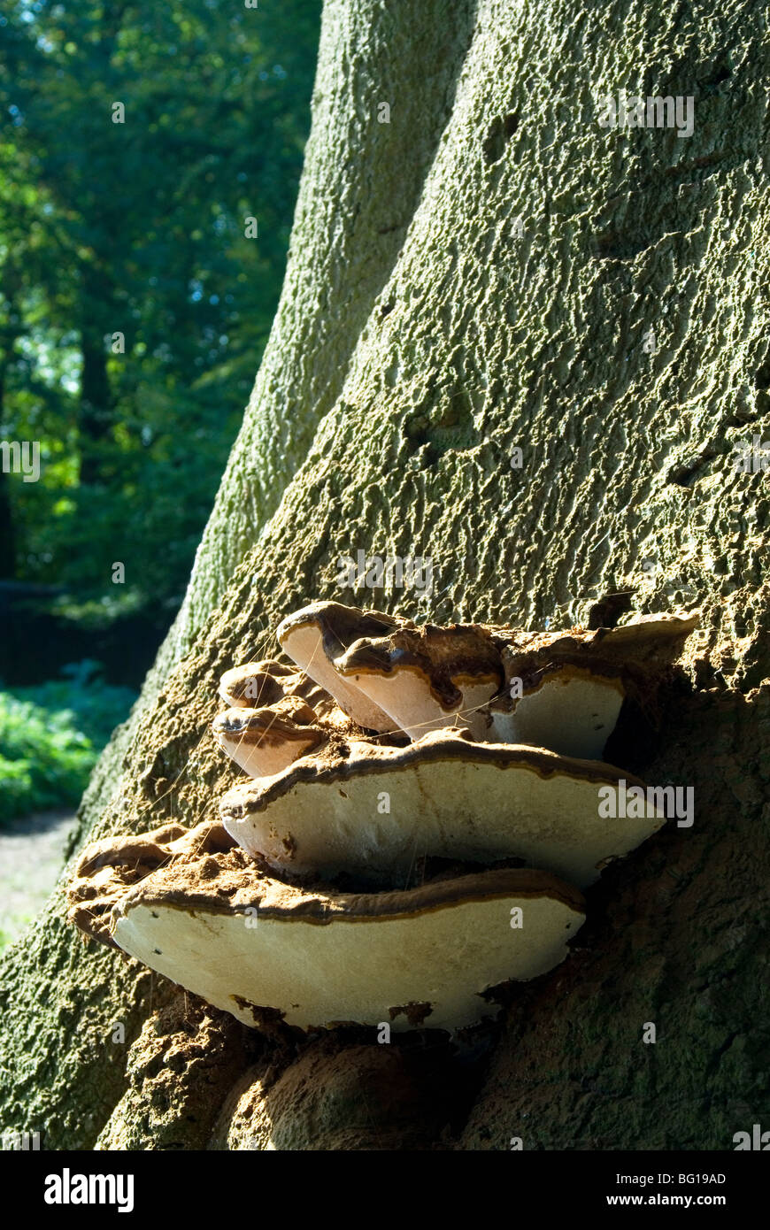 Artist's bracket fungus (ganoderna applanatum) on beech tree, Richmond Park, Surrey, UK Stock Photo