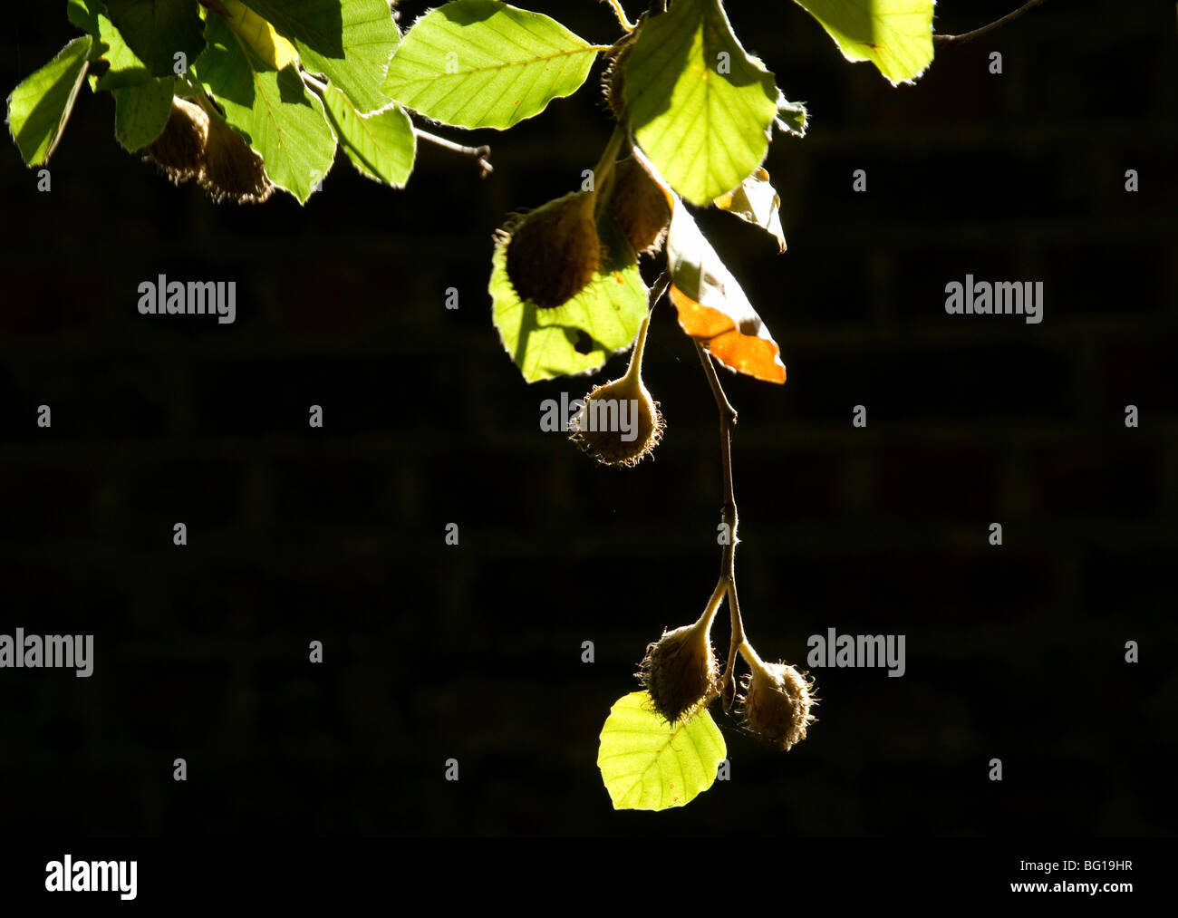 Backlit beech nuts and leaves, UK Stock Photo