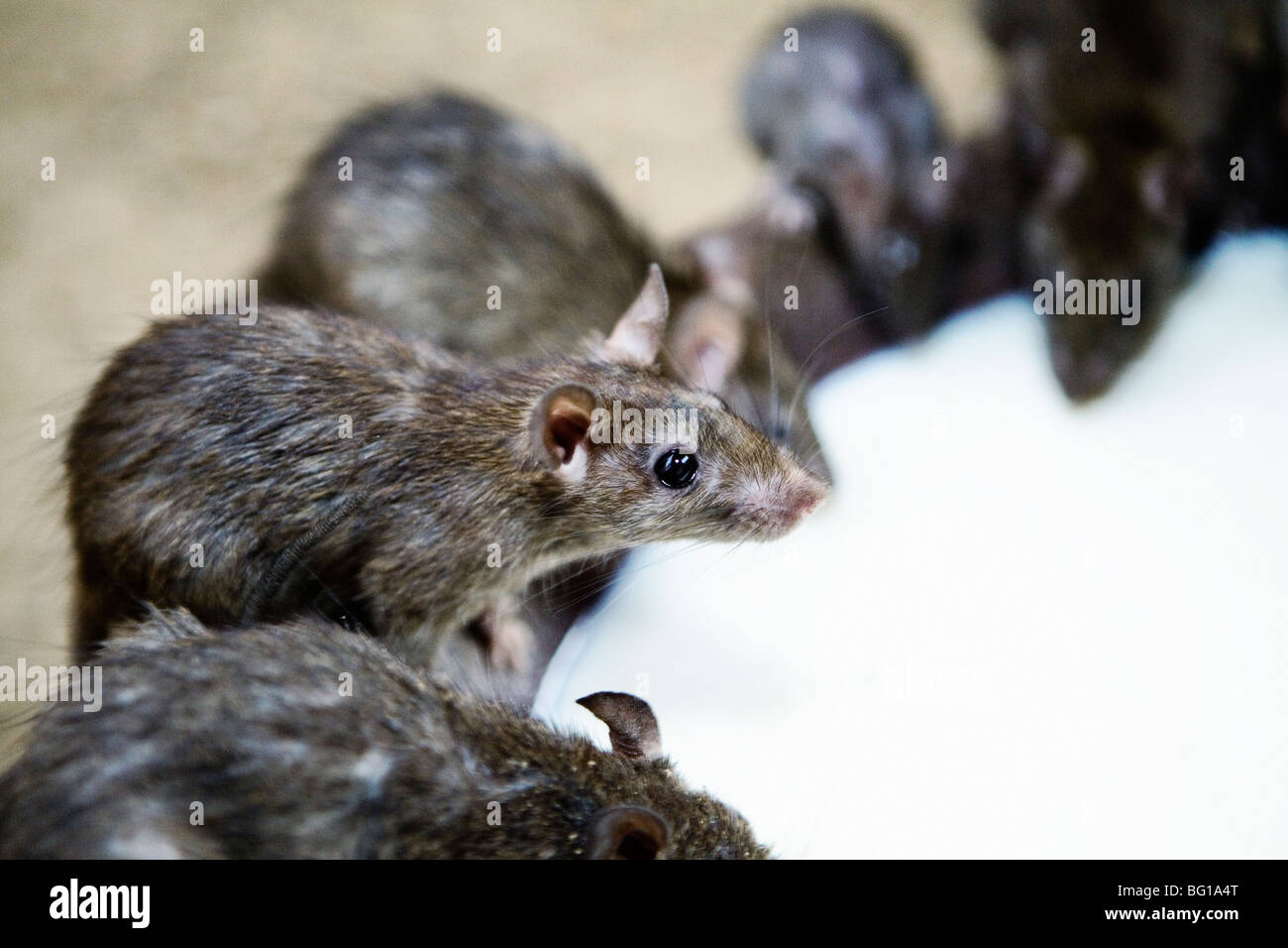 Holy rats are served milk at Karni Mata Temple (Rat Temple) in Deshnok, Rajasthan, India. Stock Photo
