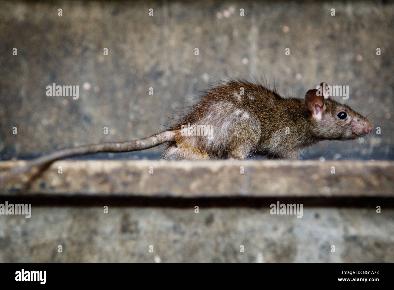 Rats are holy at Karni Mata Temple (Rat Temple) in Deshnok, Rajasthan, India. Stock Photo