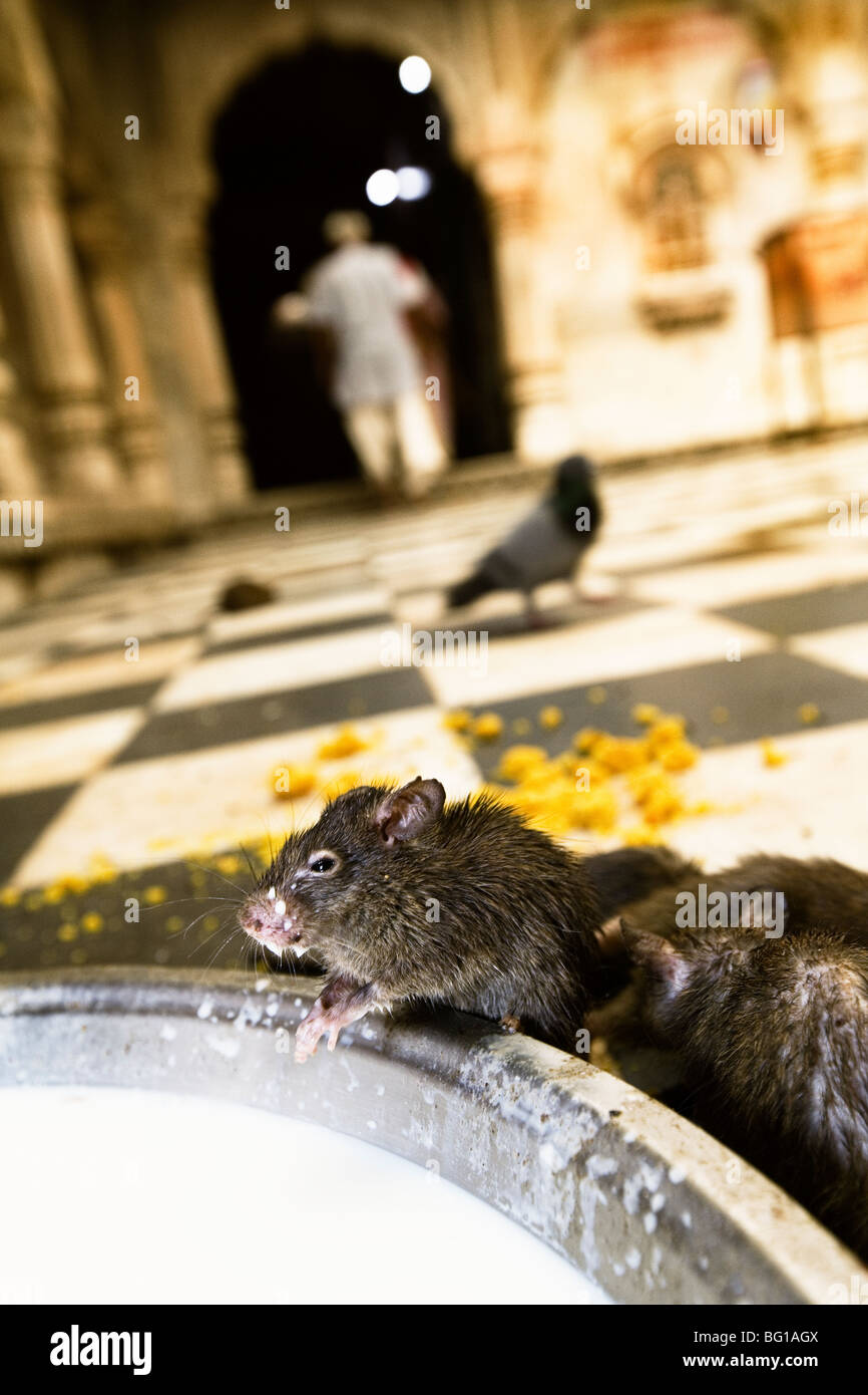 Holy rats are served milk at Karni Mata Temple (Rat Temple) in Deshnok, Rajasthan, India. Stock Photo