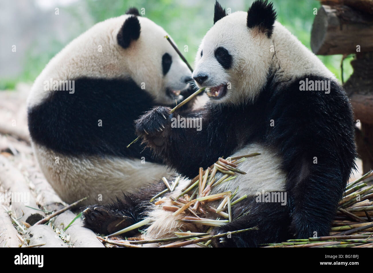 Giant panda eating bamboo at Chengdu Panda Reserve, Sichuan Province, China, Asia Stock Photo