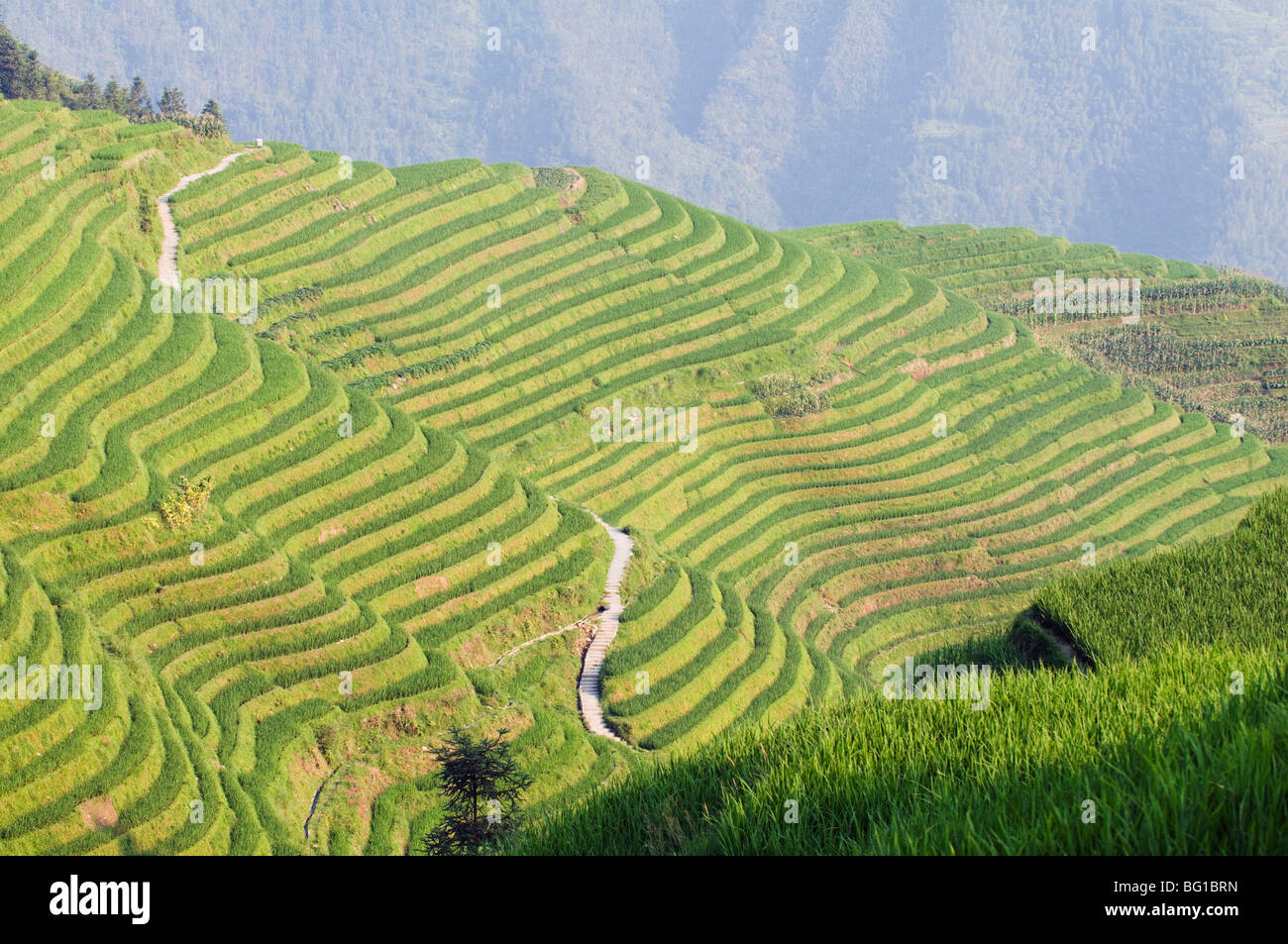 Dragons Backbone rice terraces, Longsheng, Guangxi Province, China ...