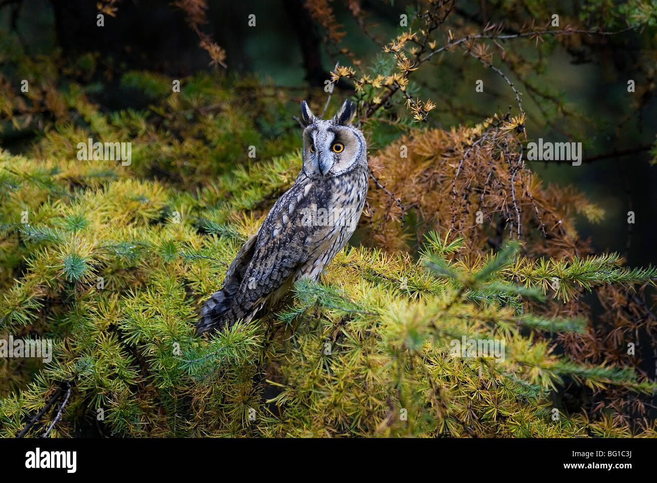 Long-Eared Owl (Asio Otus) . North Yorkshire. Stock Photo