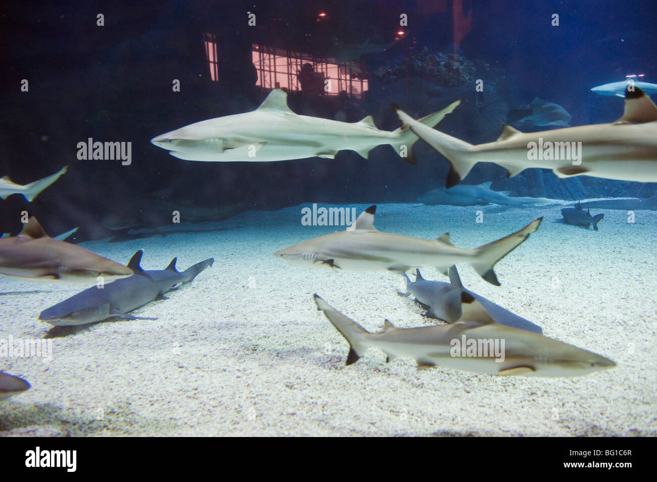 Shark tank at the Beijing Aquarium, Beijing, China, Asia Stock Photo
