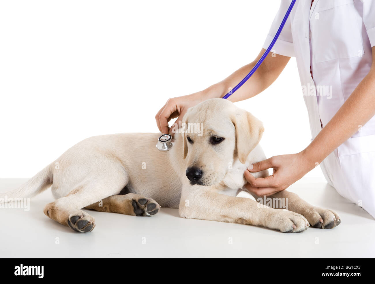 How To Take Care Of A Pet Labrador