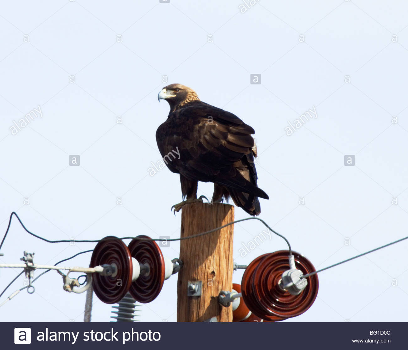 Golden Eagle Aquila Chrysaetos Perched On Power Pole New