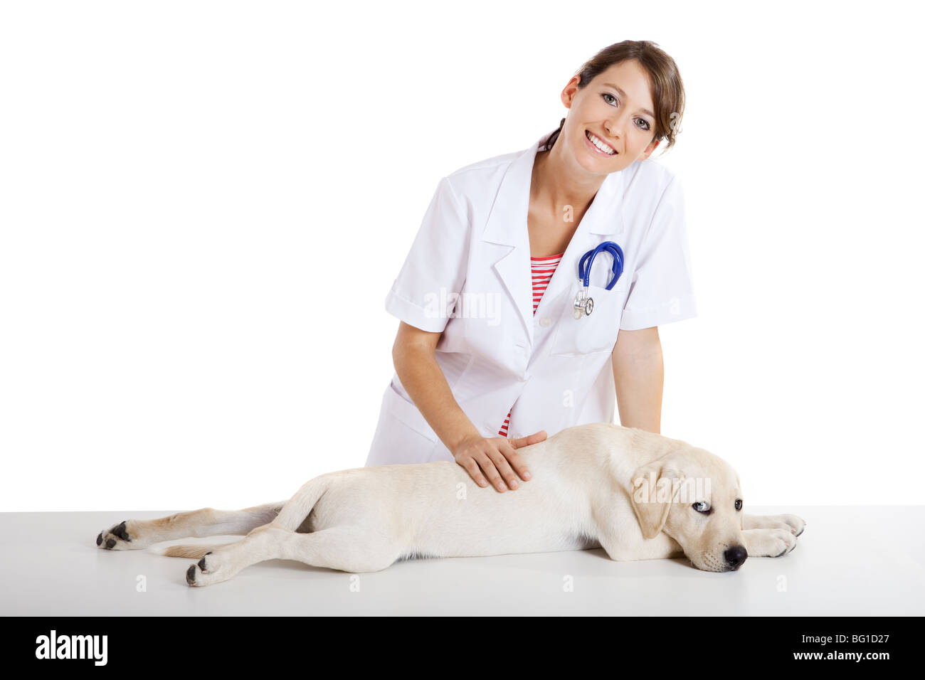 Young female veterinary taking care of a beautiful labrador dog Stock Photo