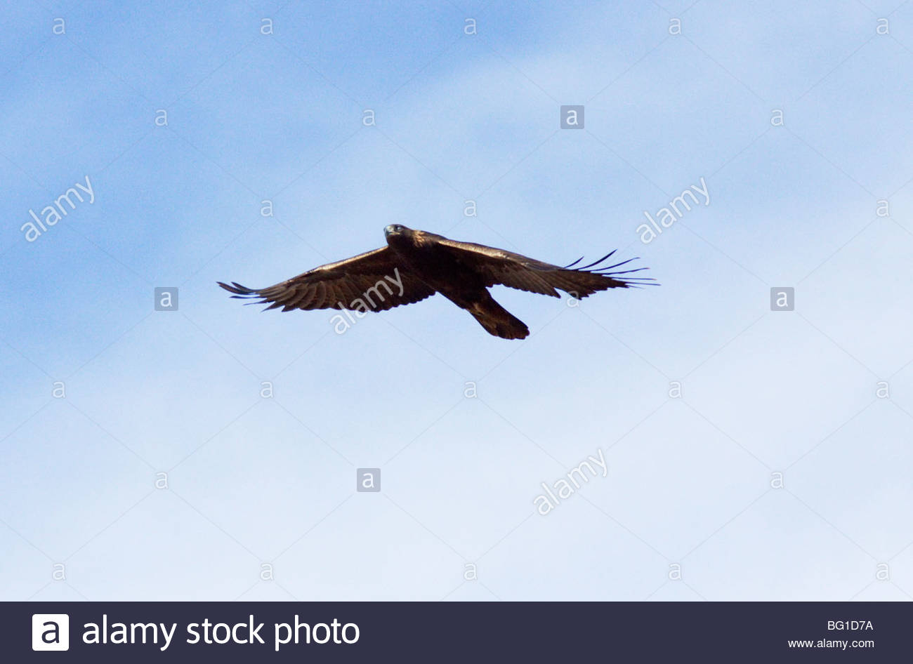Golden Eagle Aquila Chrysaetos Flying New Mexico Stock