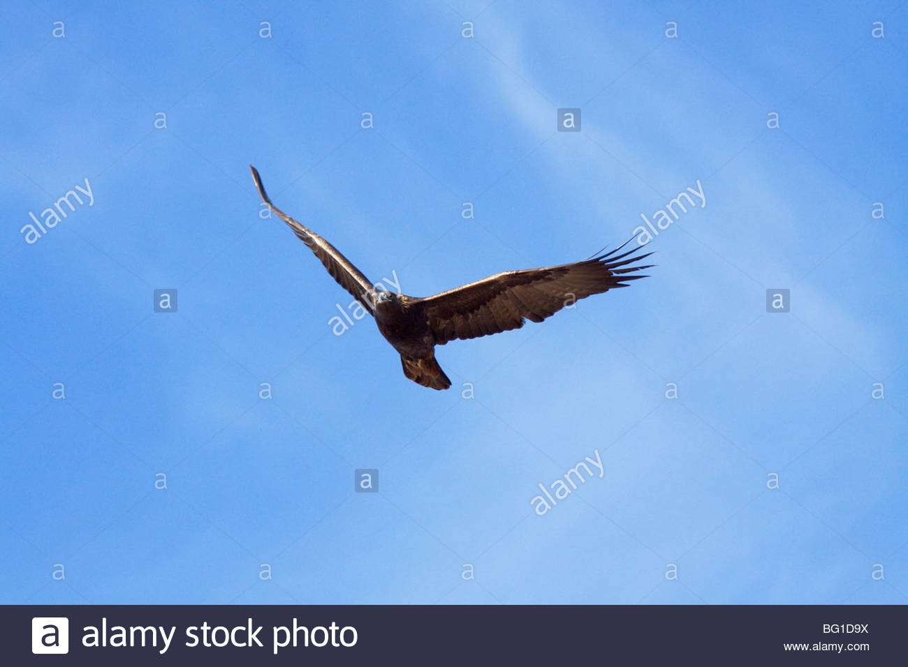 Golden Eagle Aquila Chrysaetos Flying New Mexico Stock