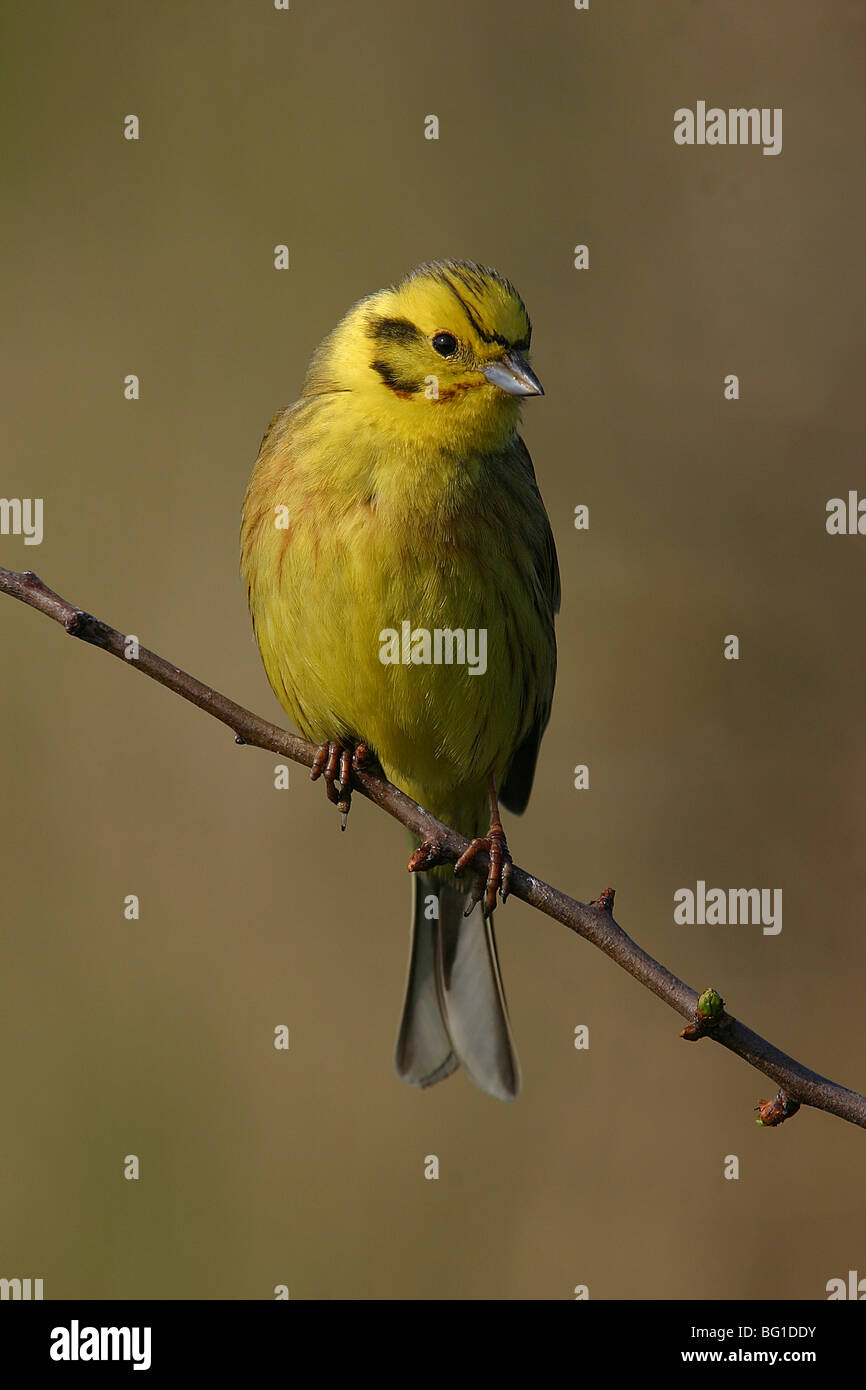 Yellow hammer hires stock photography and images Alamy