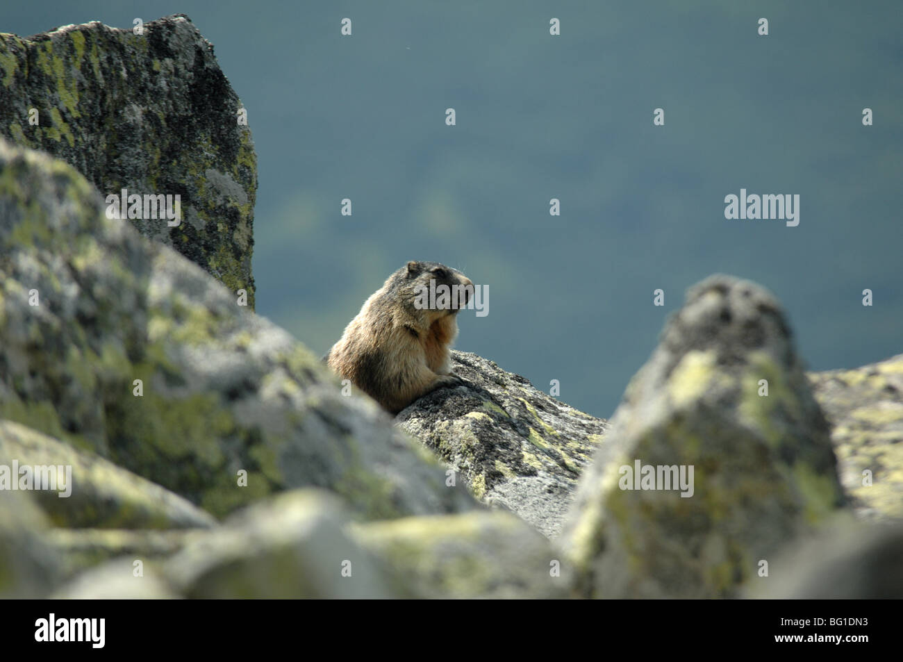 The Slovak sub species of the Alpine Marmot Marmota marmota tatrica in siroka dolina valley in the low tatra mountains slovakia Stock Photo