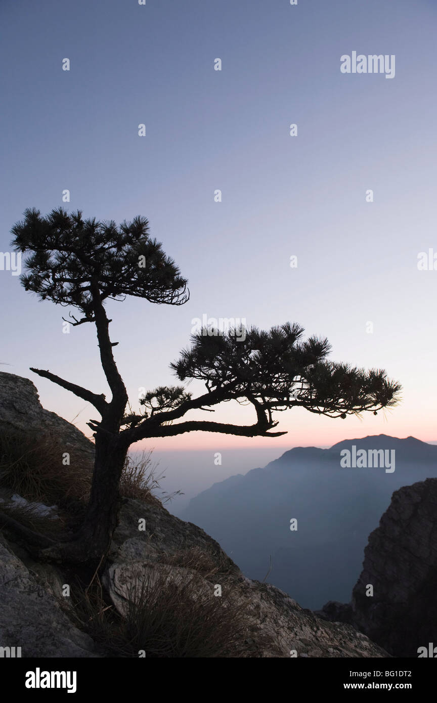 Pine tree silhouetted at dusk on Lushan mountain, UNESCO World Heritage Site, Jiangxi Province, China, Asia Stock Photo