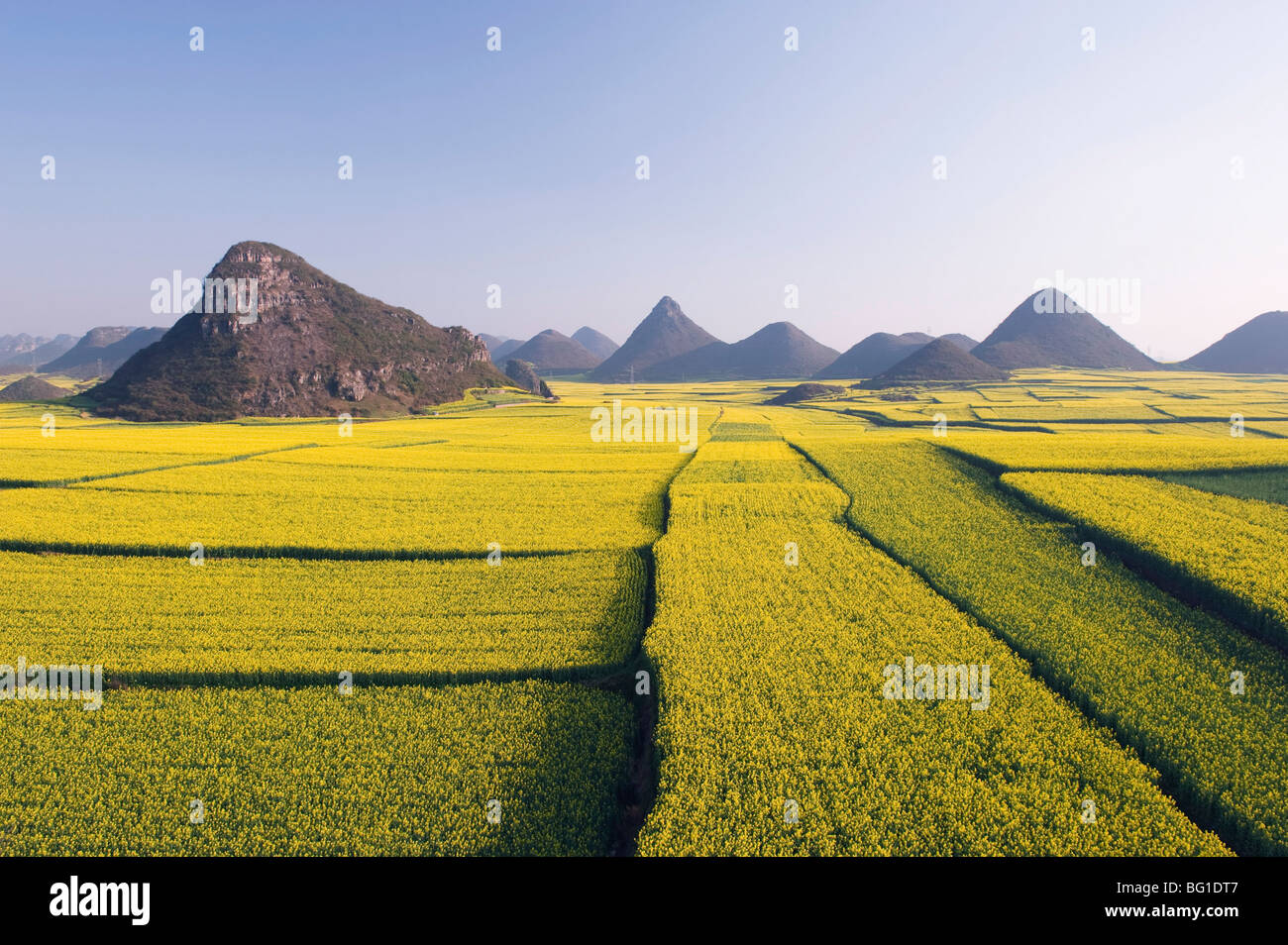 Fields of rapeseed flowers in bloom in Luoping, Yunnan Province, China, Asia Stock Photo