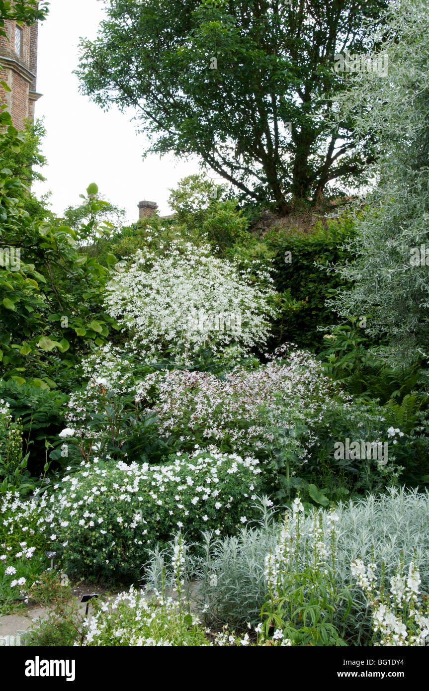 Border herbaceous trees hi-res stock photography and images - Alamy